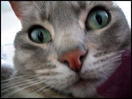 Cat with green eyes face closeup